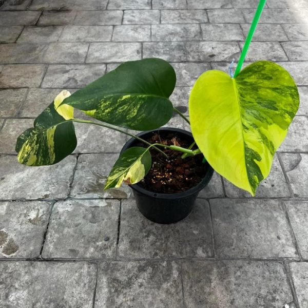 Précommande ** monstera aurea - Image 2