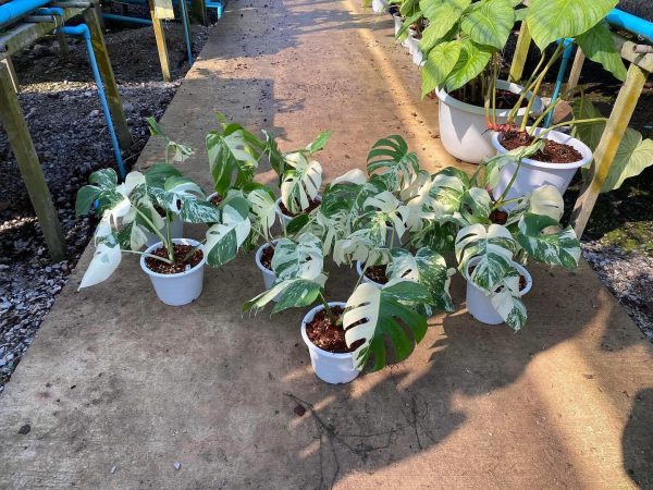 Précommande ** monstera albo