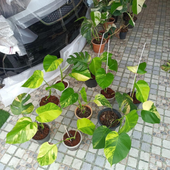 Précommande ** monstera aurea