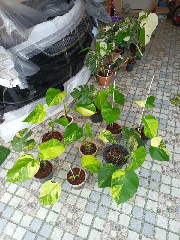 Précommande ** monstera aurea