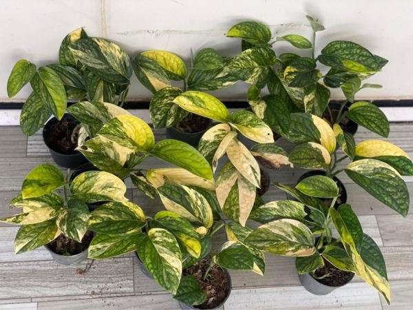 Précommande ** monstera peru variegata