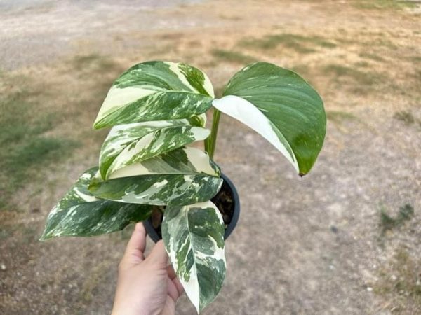 Précommande ** monstera lechleriana variegated