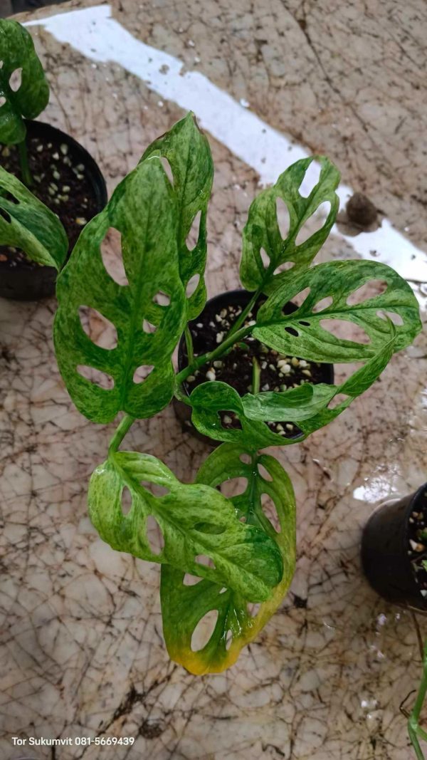 Précommande ** monstera adansonii mint