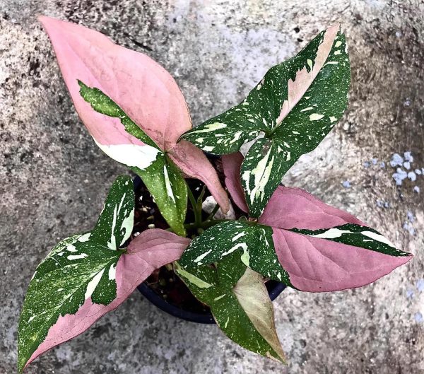 Précommande ** syngonium red spot tricolor