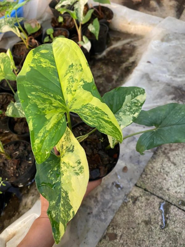 Précommande ** syngonium aurea