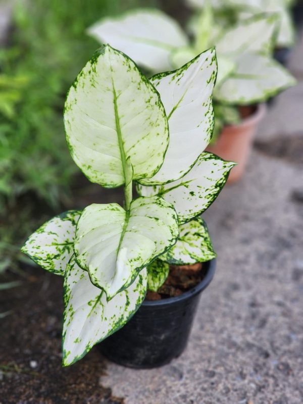 Précommande ** aglaonema white joy