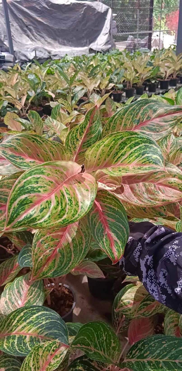 Précommande** aglaonema miss Thailande