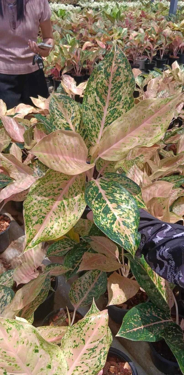 Précommande ** aglaonema orange gold star