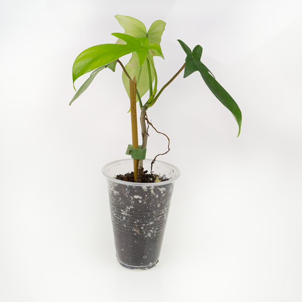 Philodendron florida ghost