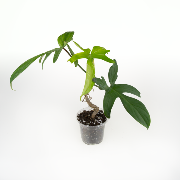 Philodendron florida ghost - Image 2