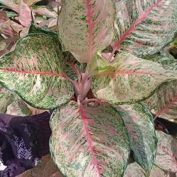 Précommande** aglaonema fortune