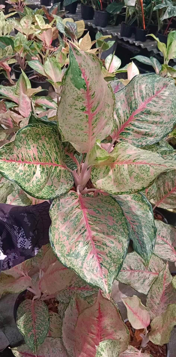 Précommande** aglaonema fortune