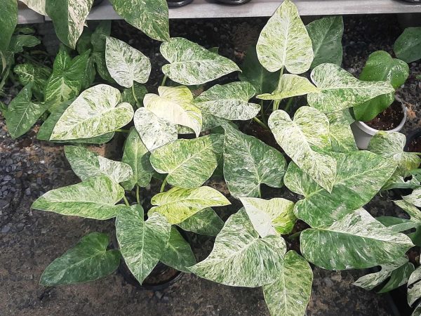 Précommande ** philodendron giganteum blizzard