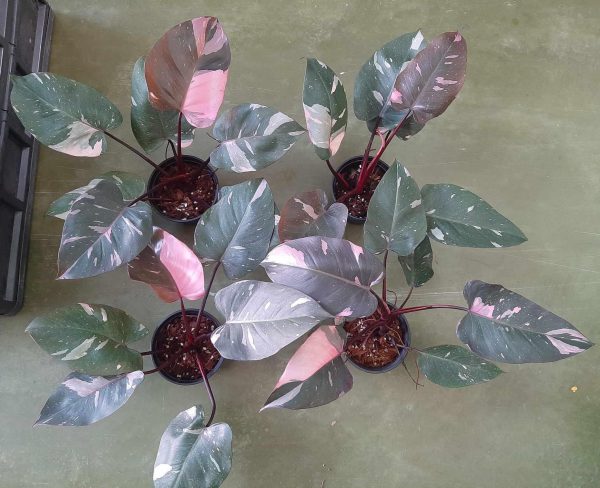 Précommande ** philodendron pink princess marble king