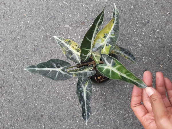 Précommande ** alocasia bambino aurea