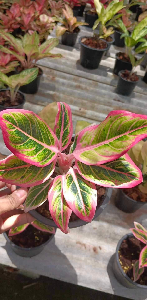 Précommande** aglaonema lotus