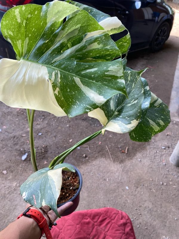 Précommande ** monstera Thai constellation (medium)