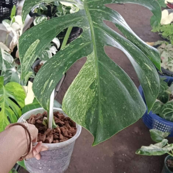 Monstera mint (prévente)