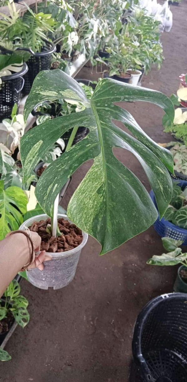 Monstera mint (prévente)