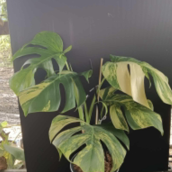 monstera aurea (prévente)