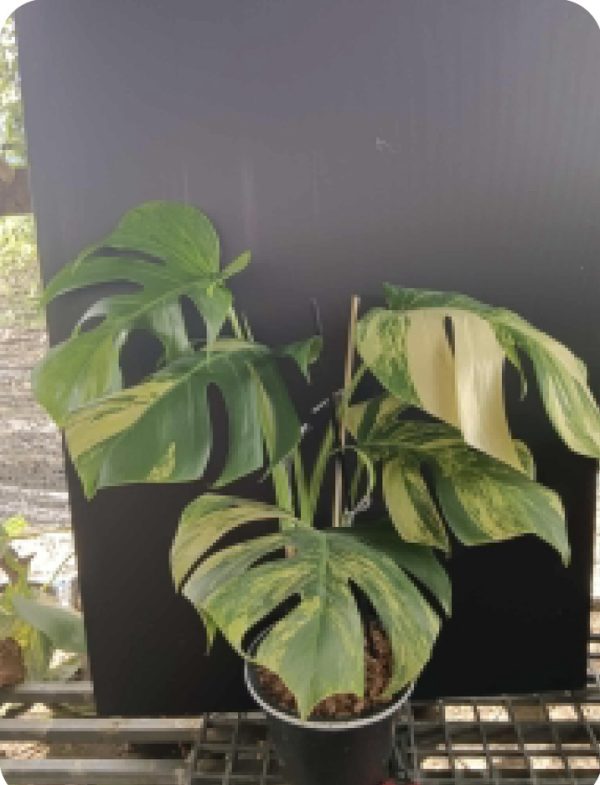 monstera aurea (prévente)