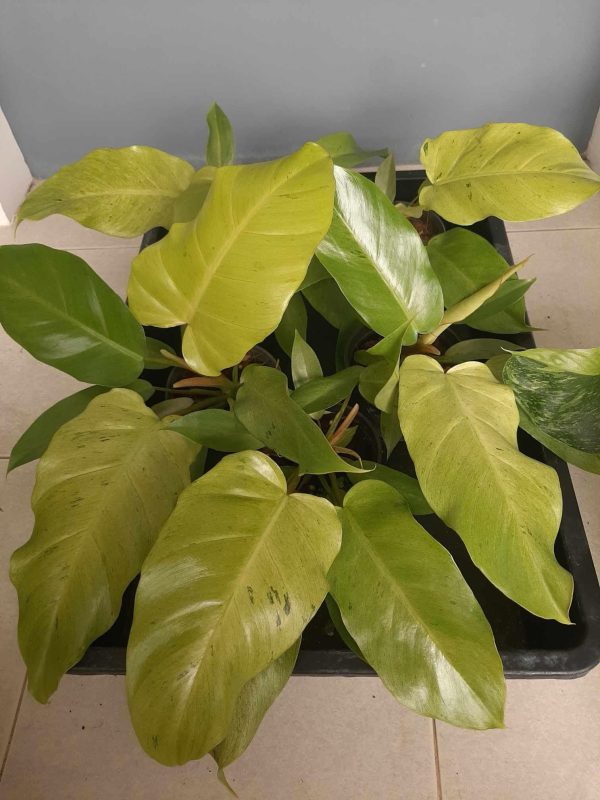 Précommande ** philodendron snowdrift