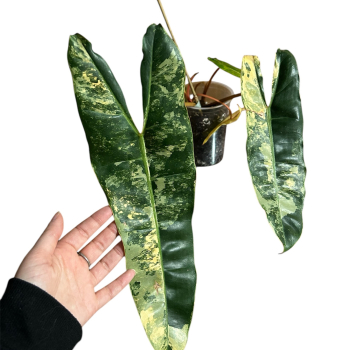 Philodendron billietiae variegated