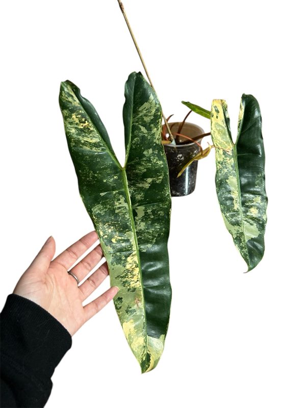 Philodendron billietiae variegated