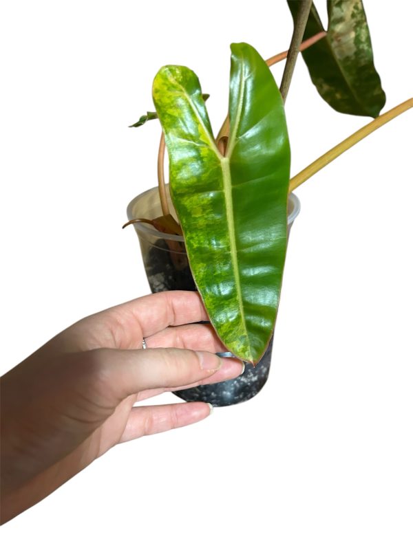 Philodendron billietiae variegated - Image 2