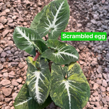 Précommande ** syngonium scramble egg