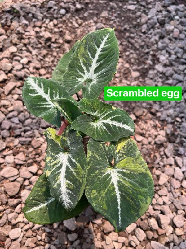 Précommande ** syngonium scramble egg