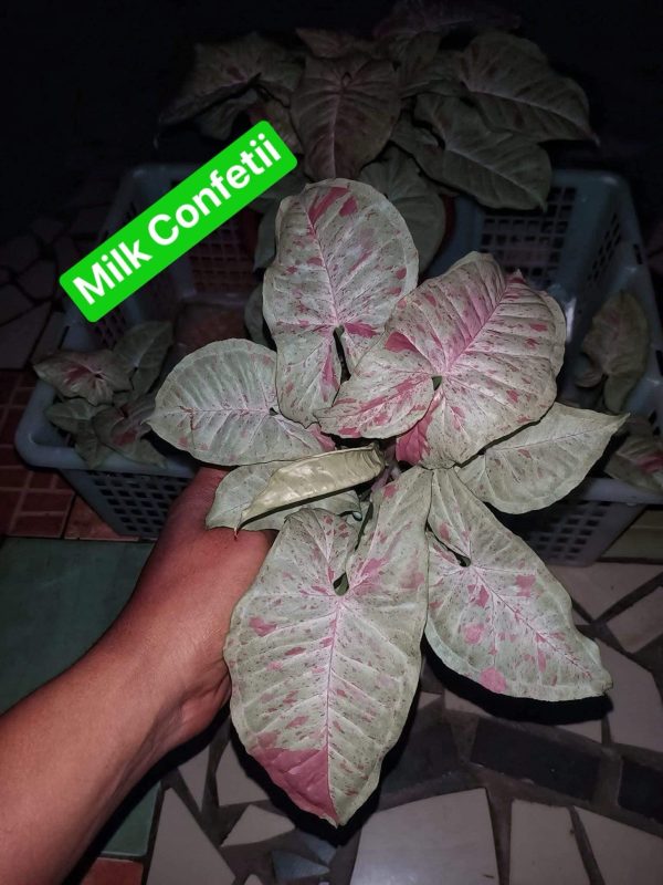 Précommande ** syngonium milk confetti