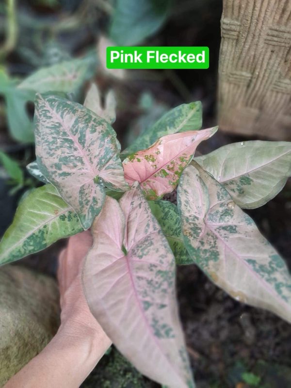 Précommande ** syngonium pink flecked