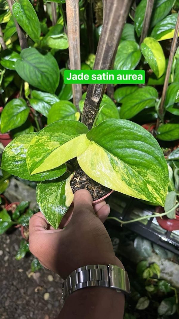 Précommande ** scindapsus jade satin aurea