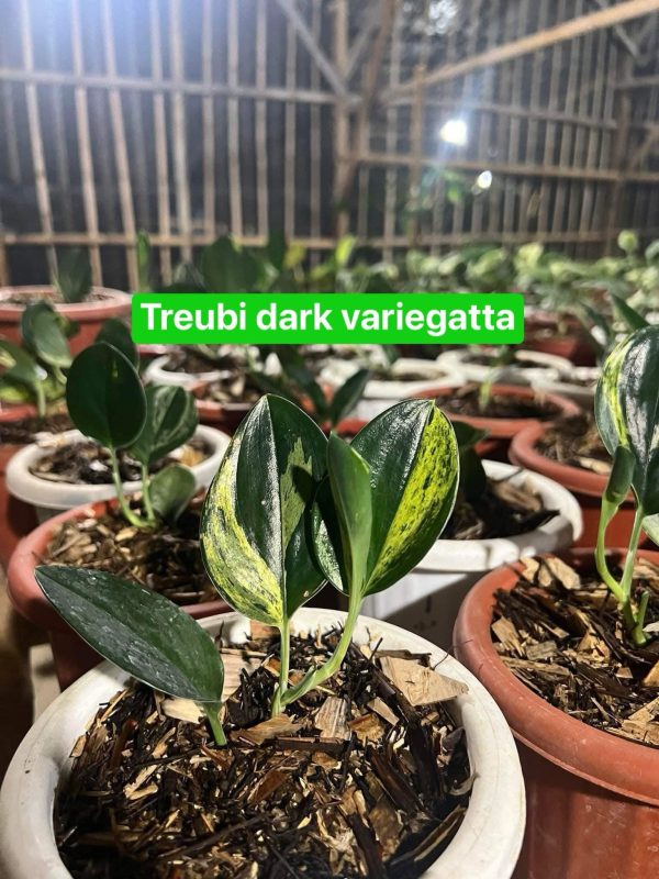 Précommande ** scindapsus treubii dark variegata