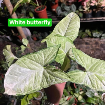 Précommande ** syngonium white butterfly