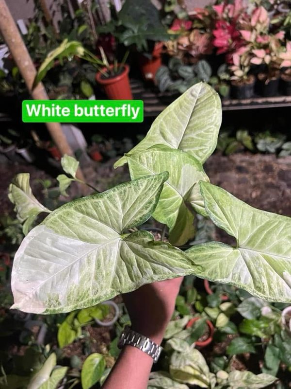 Précommande ** syngonium white butterfly