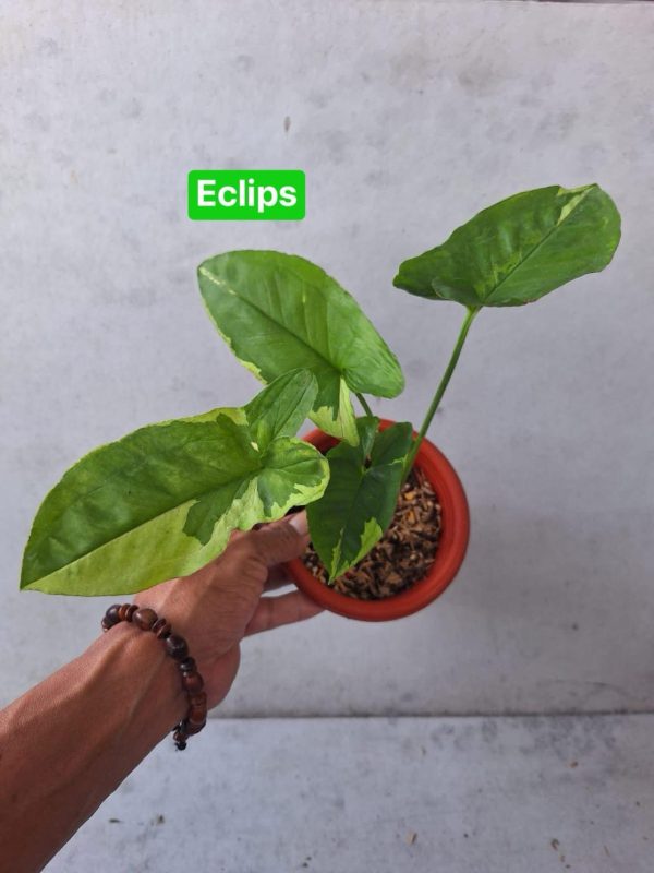 Précommande ** syngonium eclipse