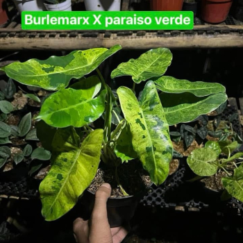 Précommande ** philodendron burlemarx x paraiso verde