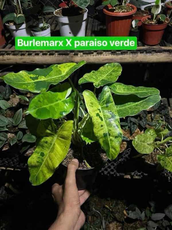 Précommande ** philodendron burlemarx x paraiso verde