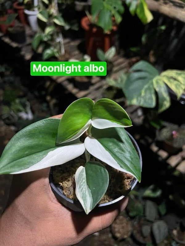 Précommande ** scindapsus moonlight albo