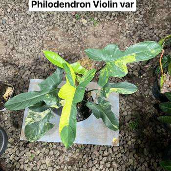 Précommande ** philodendron violin var.