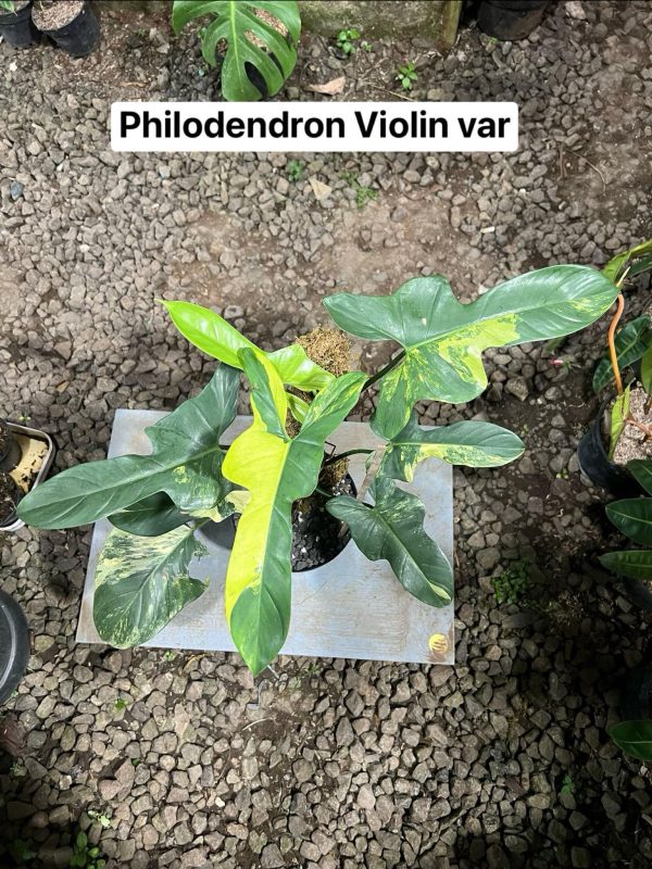 Précommande ** philodendron violin var.