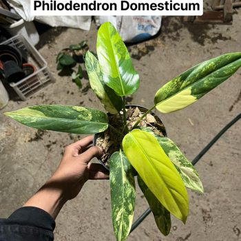 Précommande ** philodendron domesticum