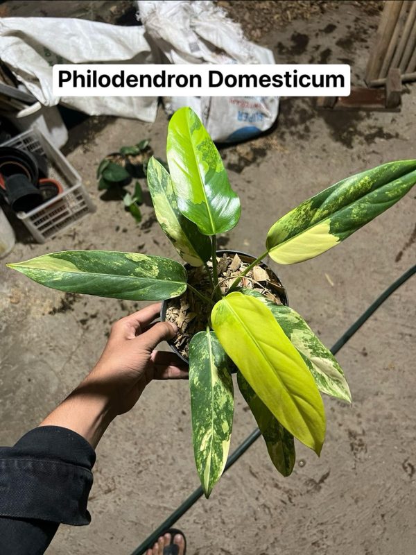 Précommande ** philodendron domesticum