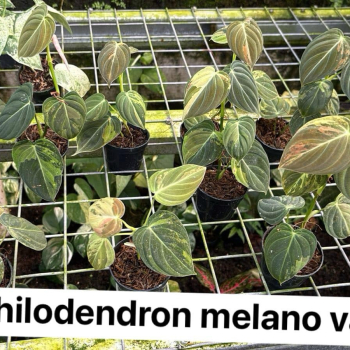 Précommande ** philodendron melanochrysum var.