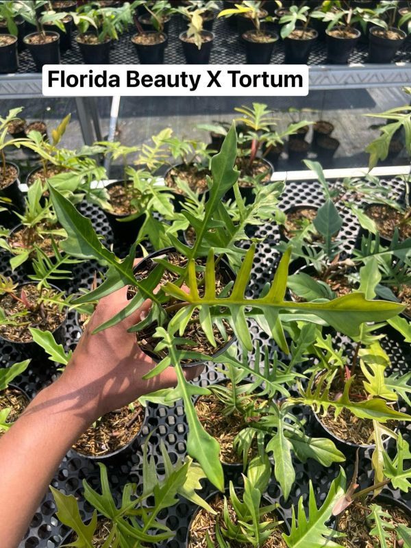 Précommande ** philodendron florida beauty x tortum (reg)