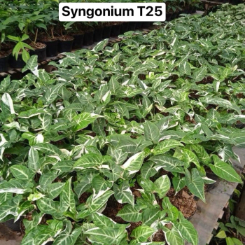 Précommande ** syngonium T25