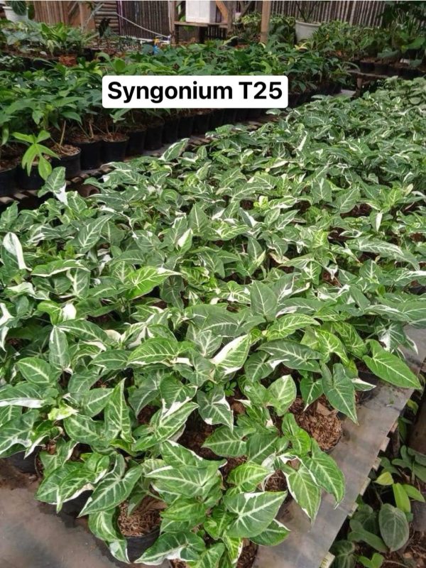 Précommande ** syngonium T25